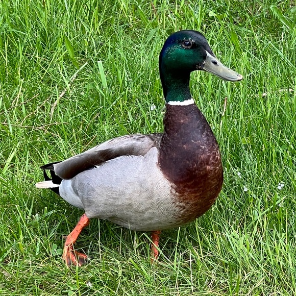 Meet your Posher, PJ - Picture 1 of 1